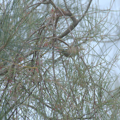 Lorantheae