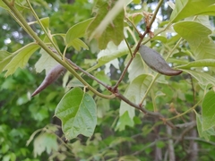 Amphibolips acuminata