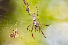 Trichonephila sexpunctata