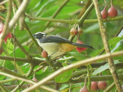 Saltator atripennis