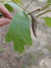 Amphibolips acuminata