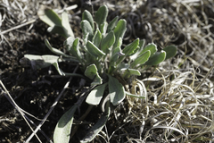 Boechera divaricarpa