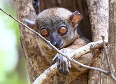 Lepilemur ankaranensis