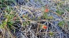 Castilleja pruinosa