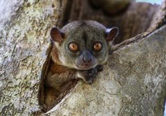 Lepilemur ankaranensis