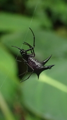 Micrathena pilaton