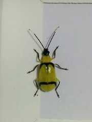Diabrotica arcuata