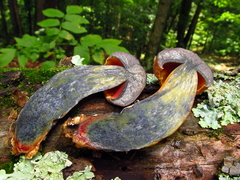 Boletus subluridellus