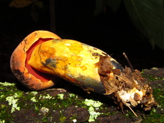 Boletus subluridellus