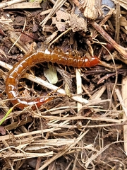 Scolopocryptops gracilis