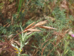 Bromus lanceolatus