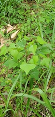 Erythrina herbacea
