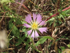 Centaurea pullata