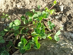 Trifolium repens