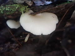 Crepidotus nephrodes