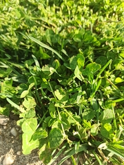 Trifolium repens