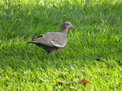 Patagioenas picazuro