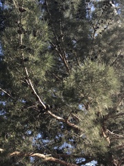 Pinus