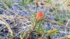 Castilleja pruinosa