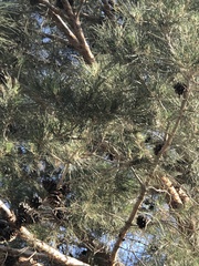 Pinus