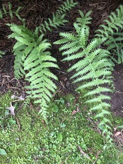 Osmundastrum cinnamomeum