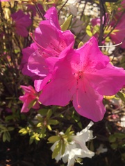 Rhododendron