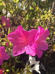 Rhododendron