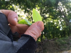 Zanthoxylum simulans