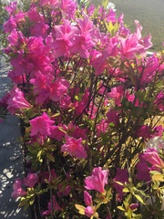 Rhododendron