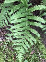Osmundastrum cinnamomeum