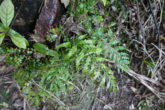 Asplenium bulbiferum x a flaccidum