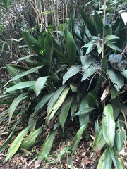 Aspidistra elatior