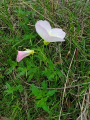 Oenothera speciosa