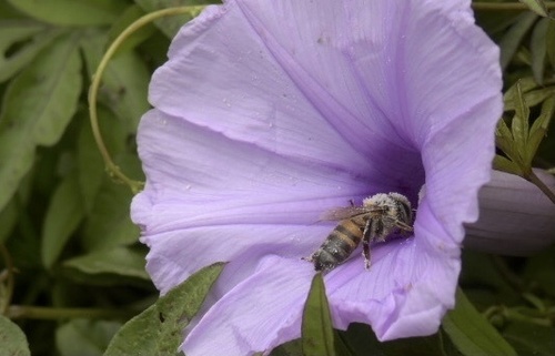 photo of Western Honey Bee (Apis mellifera)