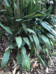 Aspidistra elatior
