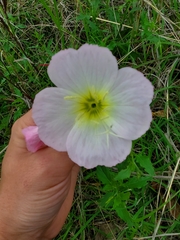 Oenothera speciosa