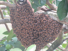 Apis mellifera