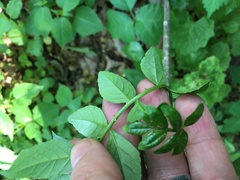 Zanthoxylum simulans