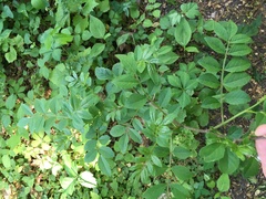 Zanthoxylum simulans