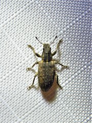 Sitona californius