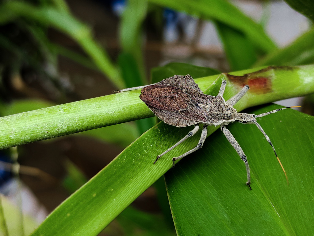 Harpactor angulosus