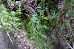 Asplenium bulbiferum x a flaccidum