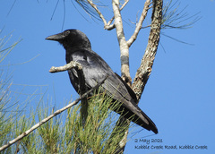 Corvus orru cecilae