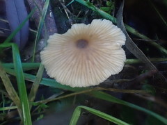 Entoloma aromaticum