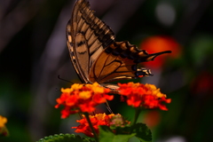 Papilio machaon hippocrates