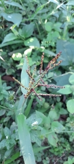 Poaceae