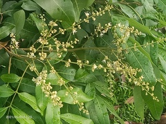 Dimocarpus longan