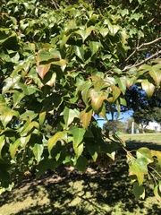 Liquidambar formosana