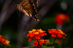 Papilio machaon hippocrates