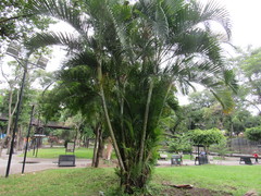 Dypsis lutescens